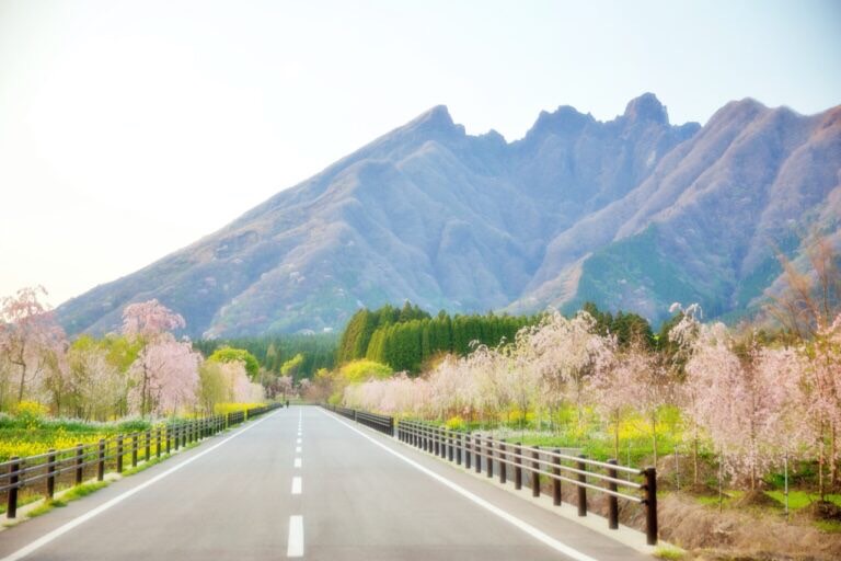 桜と菜の花の並木道の先にそびえる阿蘇の山並み